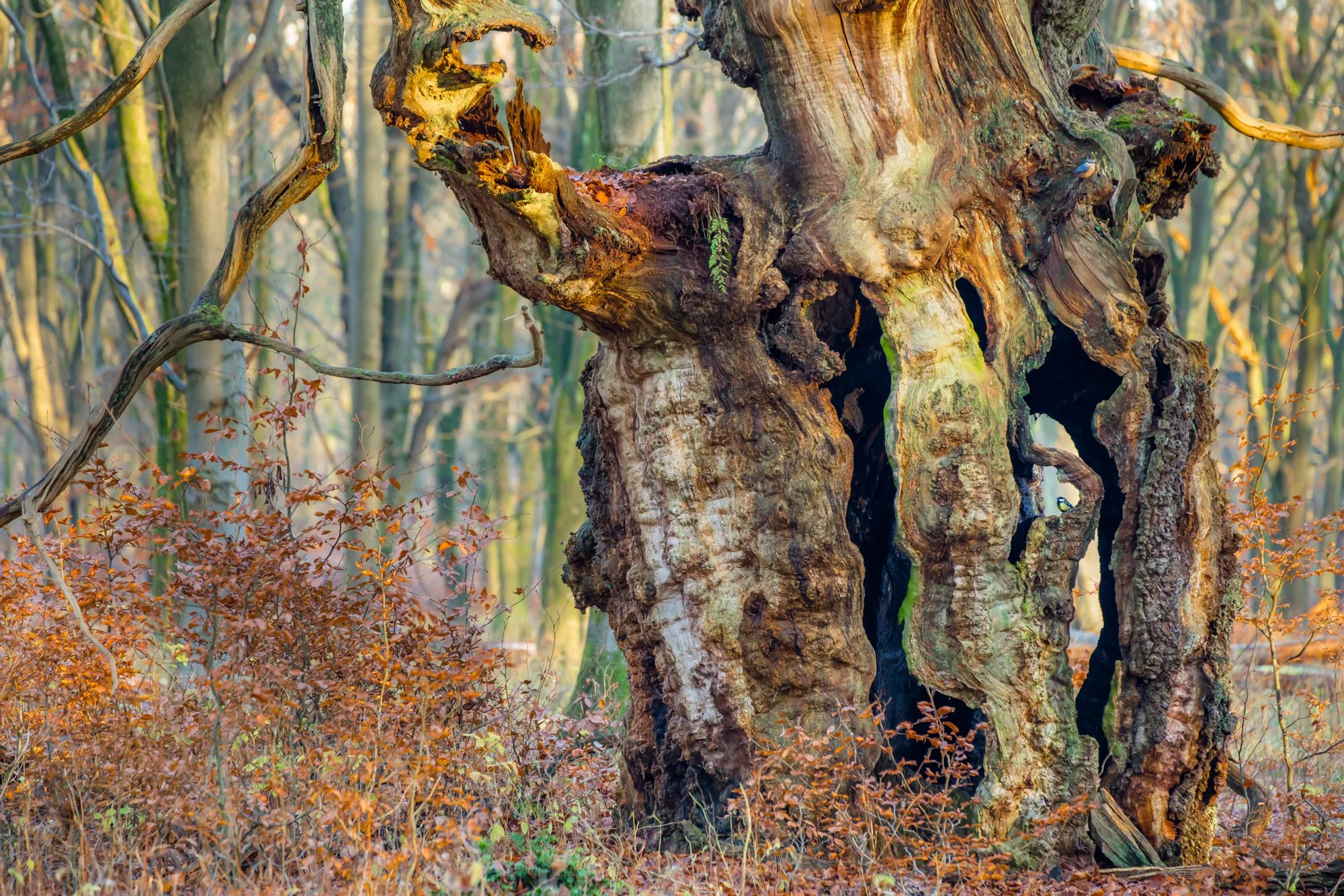 Peekaboo-1311.jpg