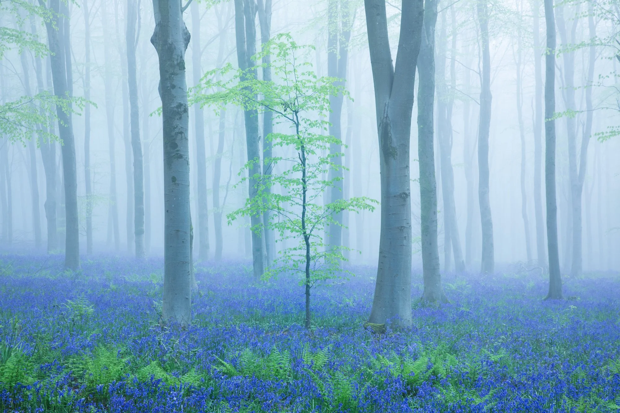 Beech Mists-2-5.jpg