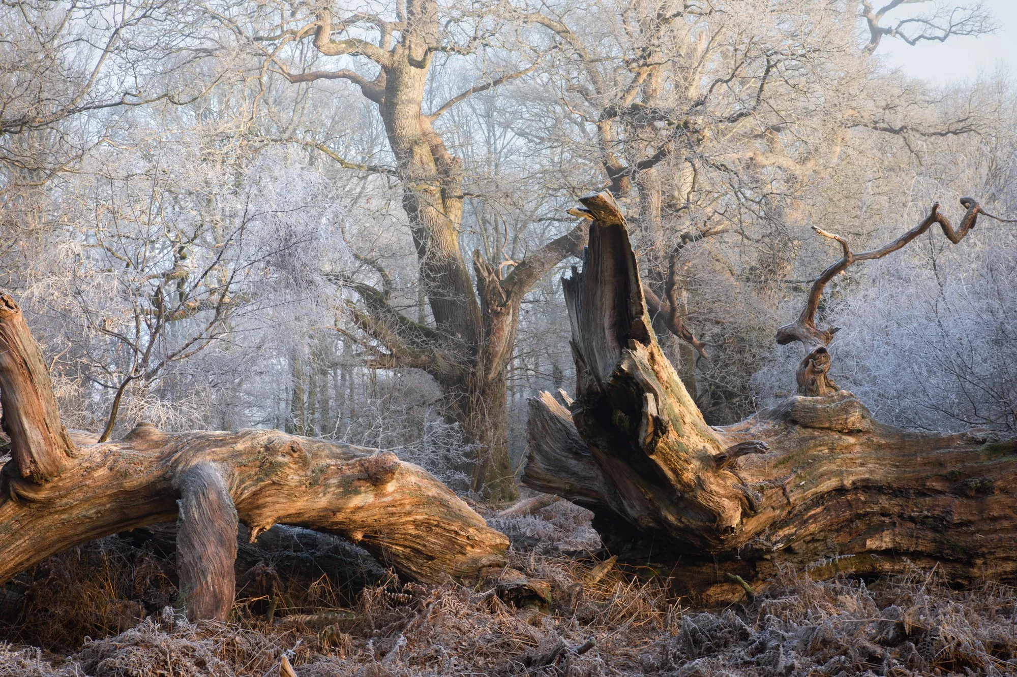 Fallen Beauty Winter-3648.jpg