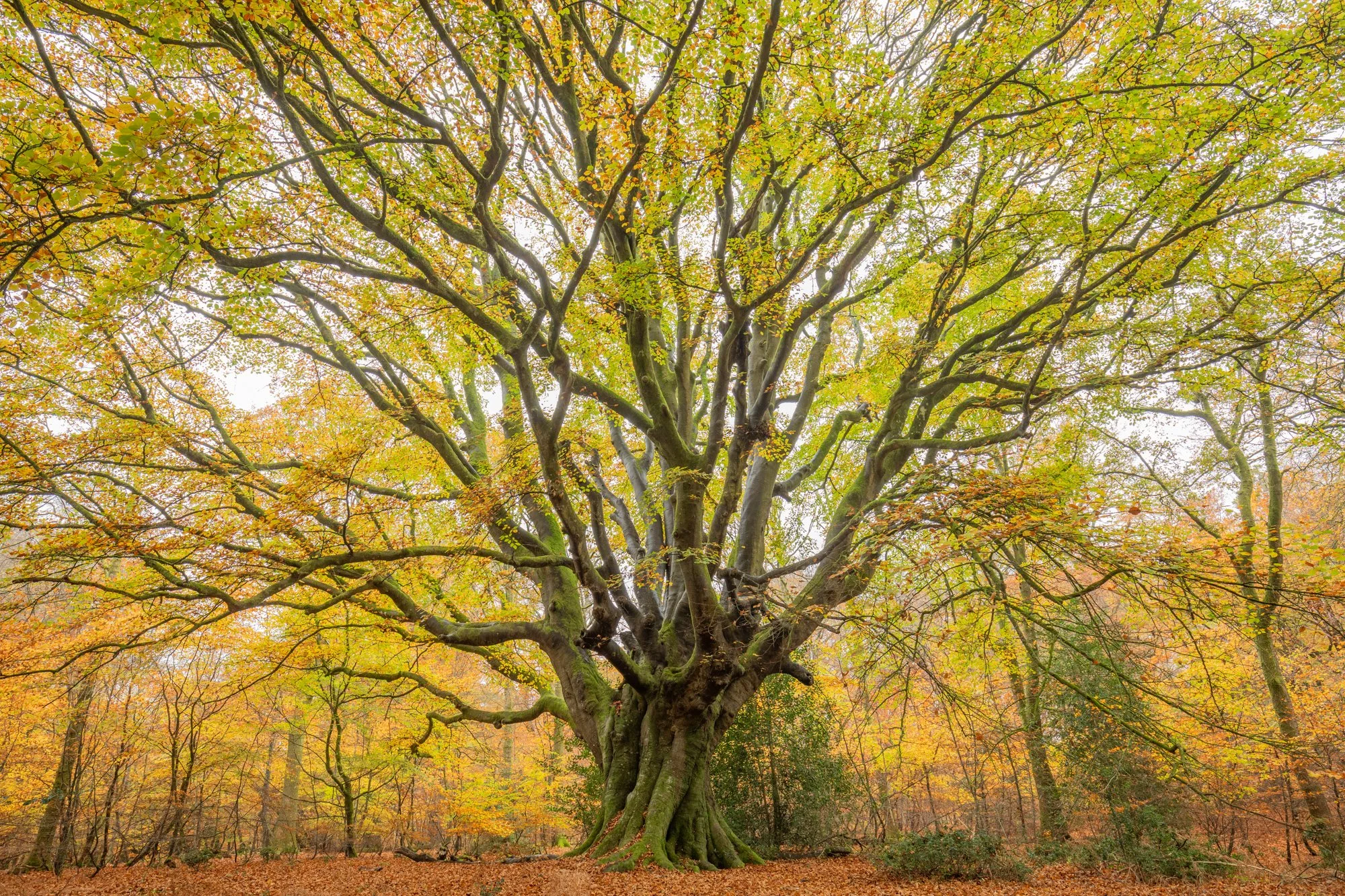 Savernake Forest-1115.jpg