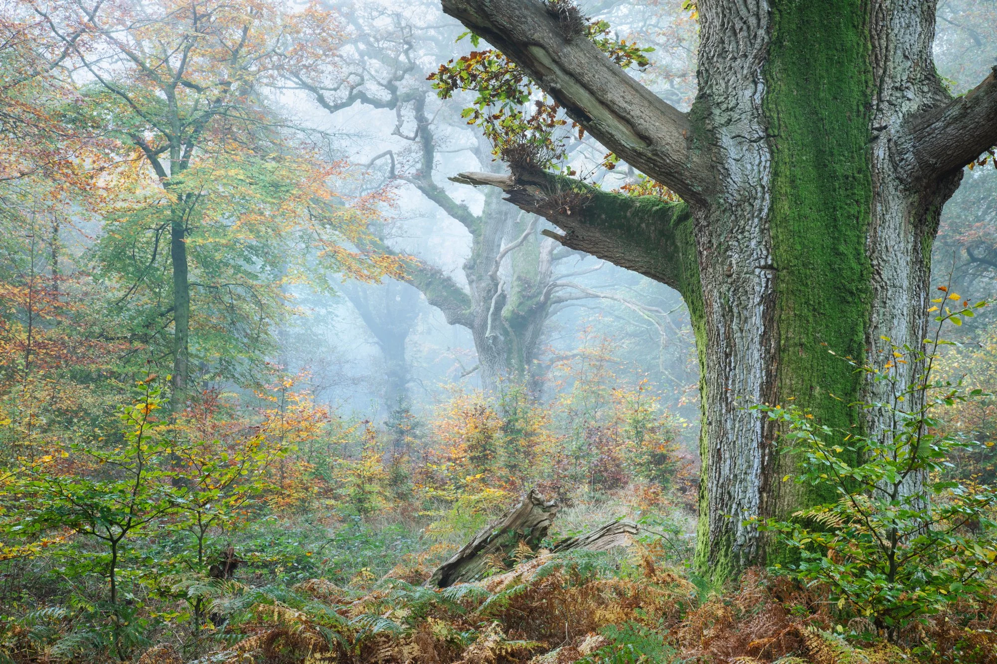 Savernake Forest-0414.jpg