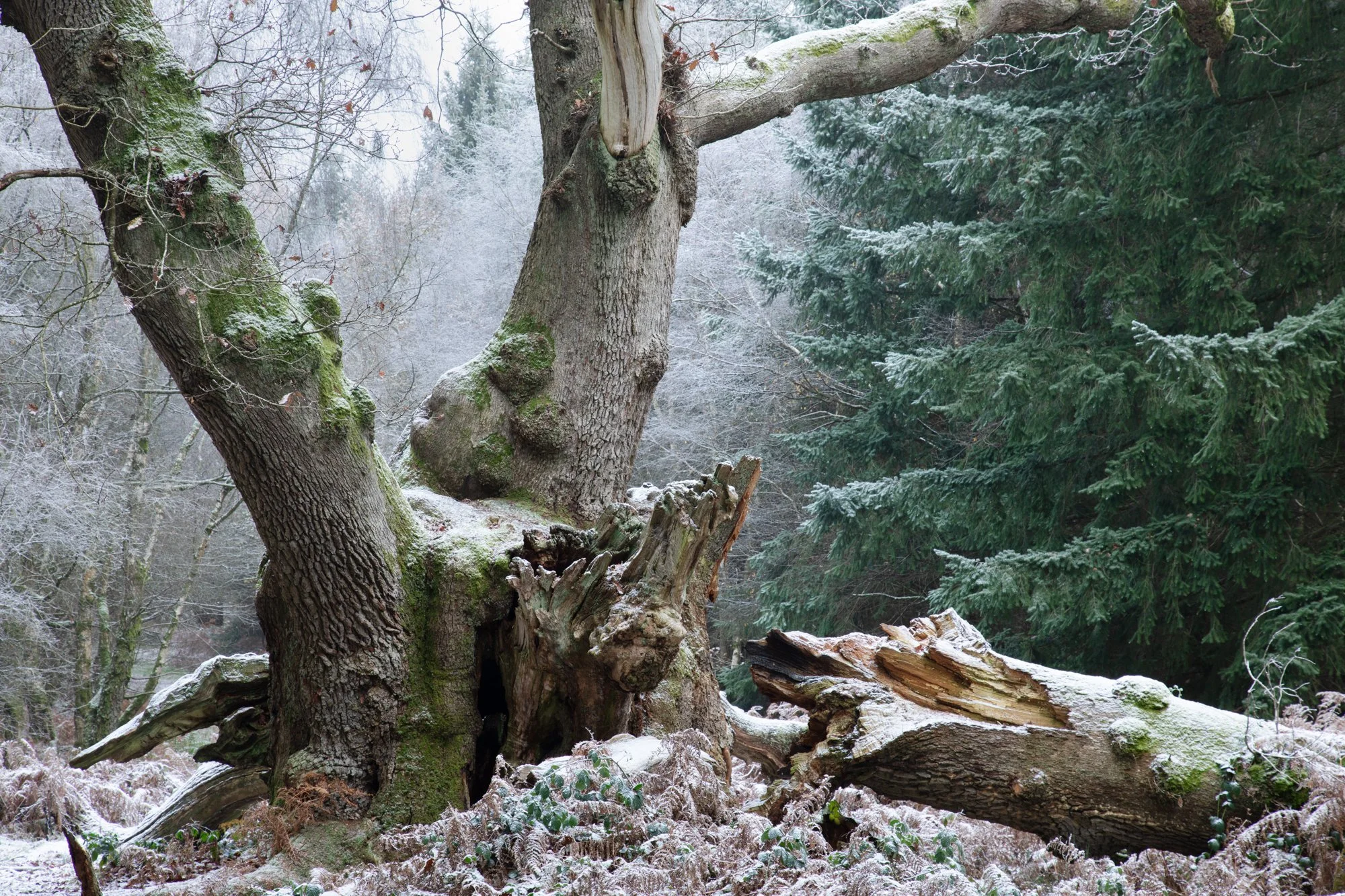 King of Limbs-3211.jpg