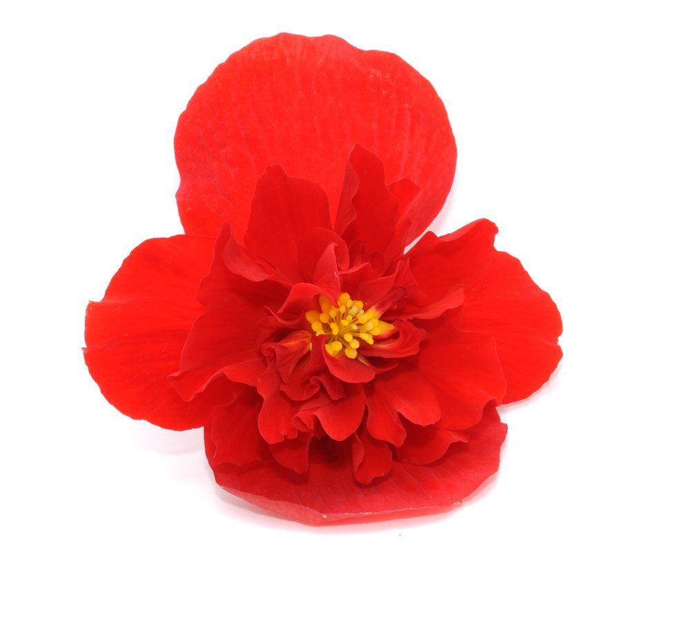 Flor de Begônia Vermelha — JJ Alimentos