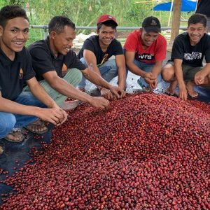 Tuang-Coffee-Coffee-Cherries-Sorting-81-300x300.jpg