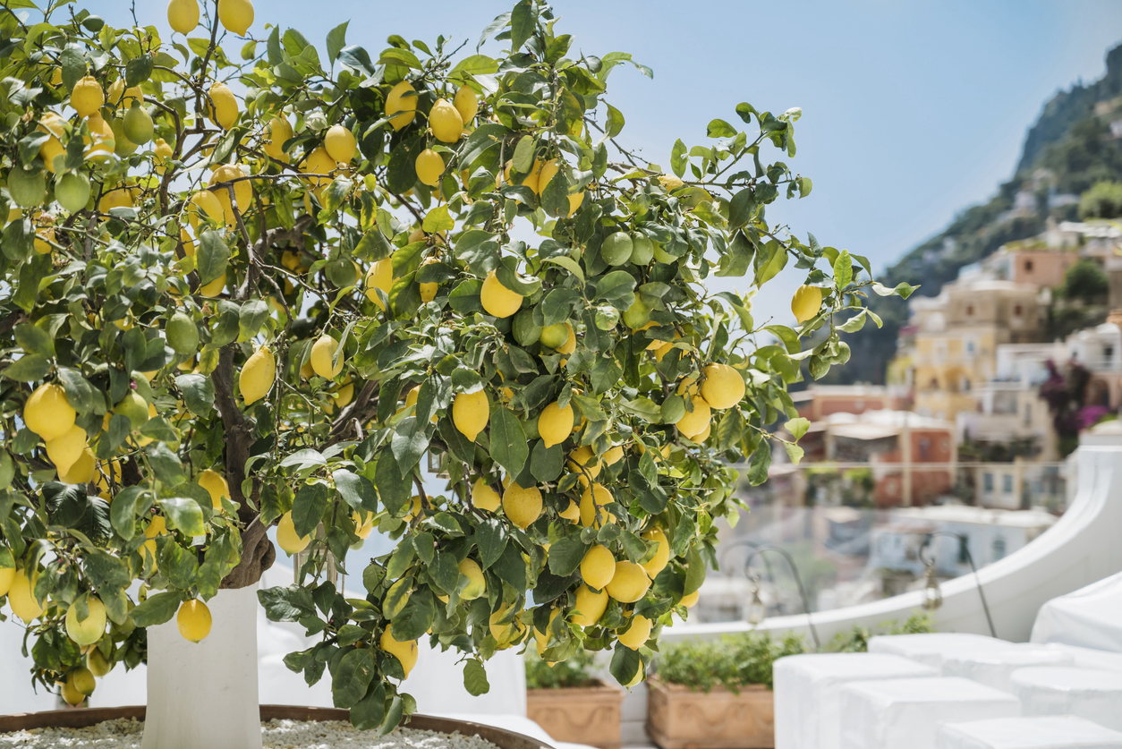 The Power of Lemon Oil