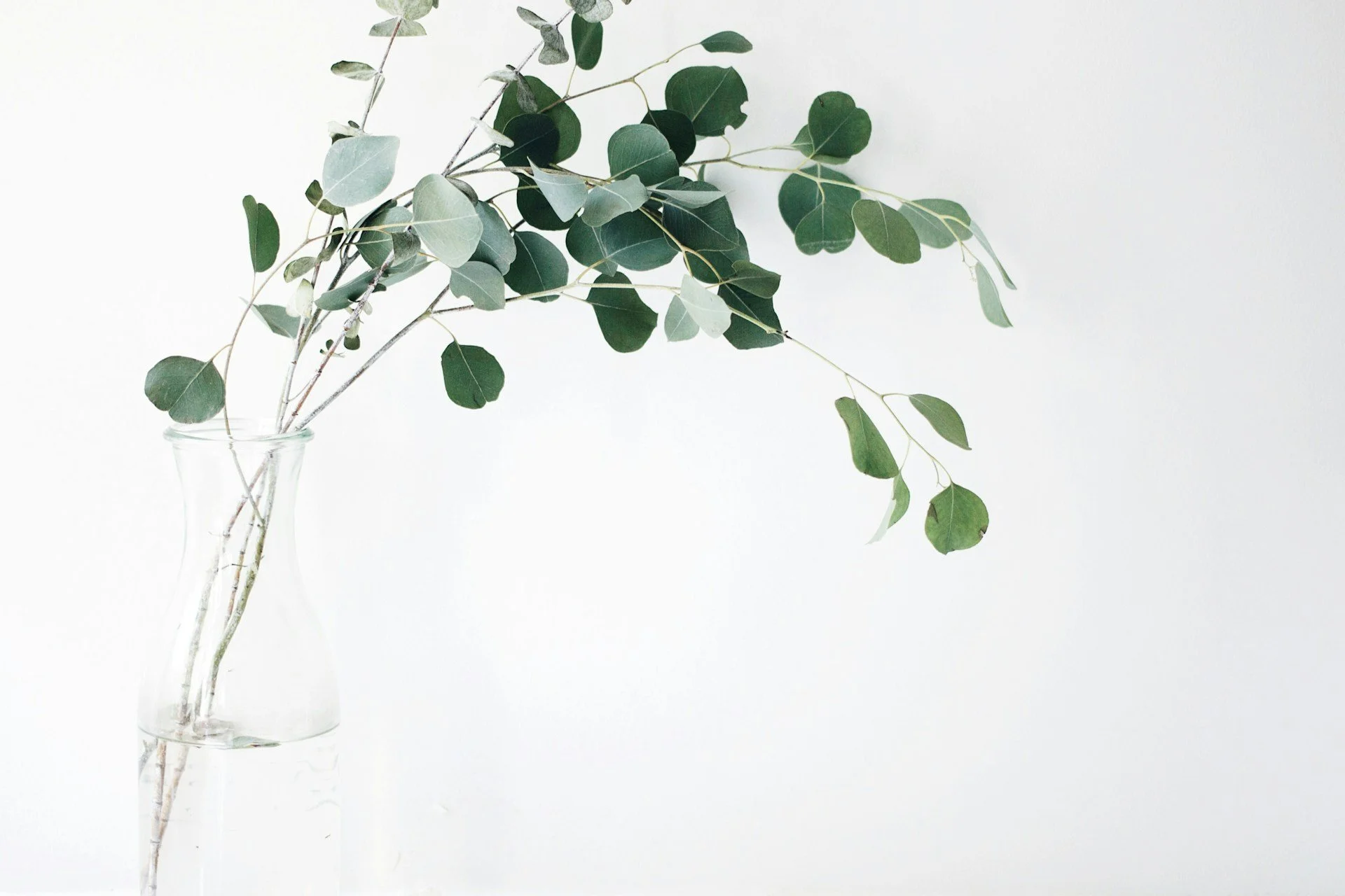 Eucalyptus Wellness Story