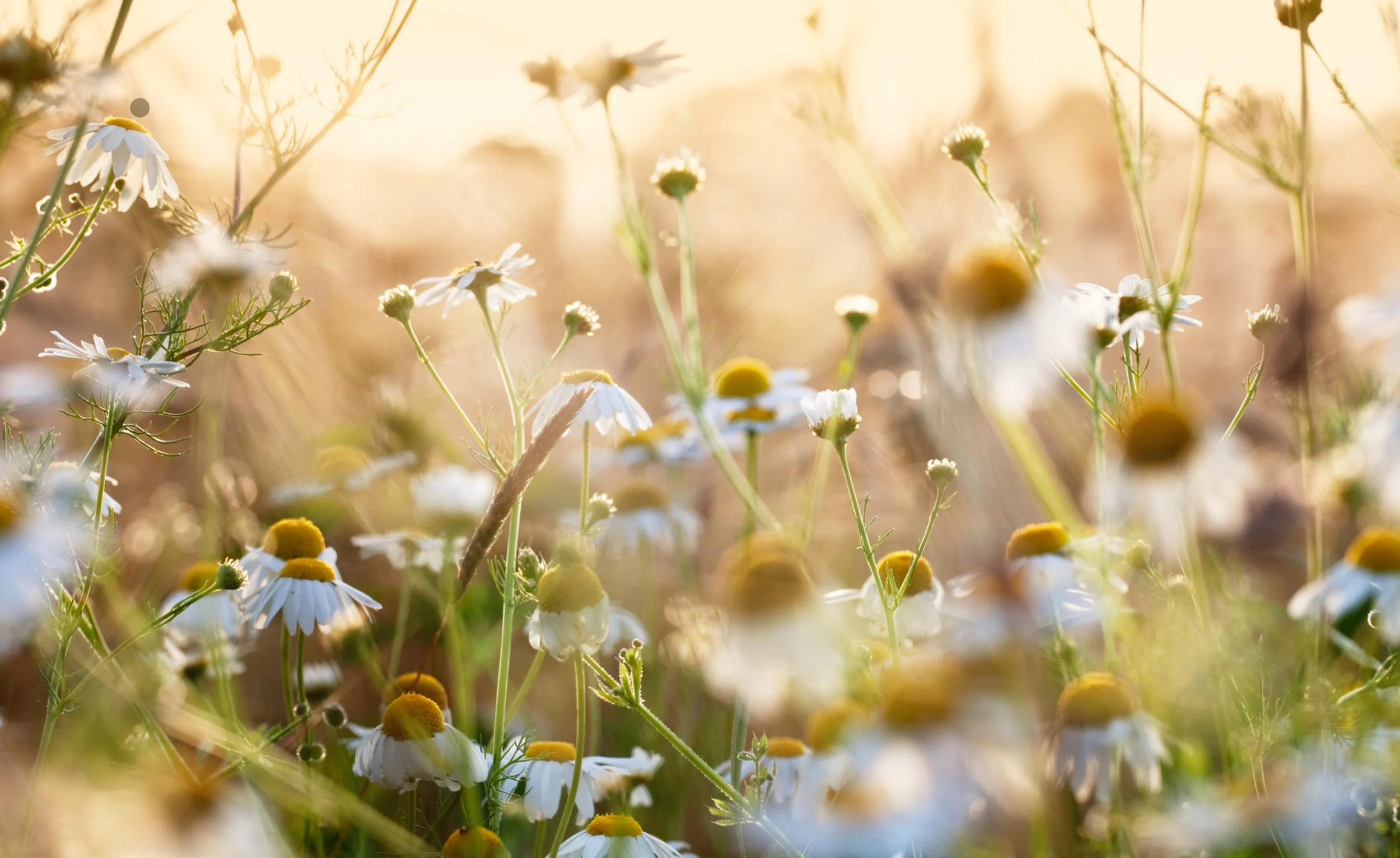 Why Non-Toxic Products