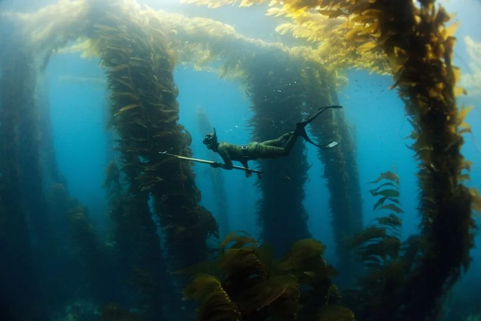 Intro to Spear-Fishing! (Part #1: Kelp Forest)