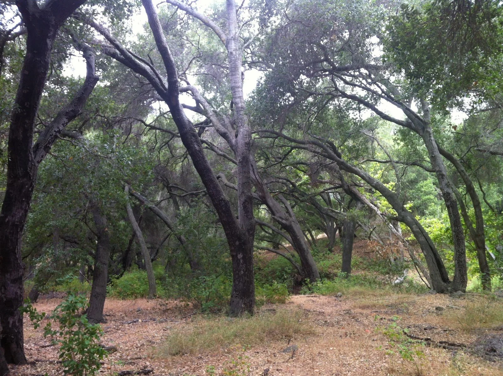 BASECAMP: CREAM in Ojai