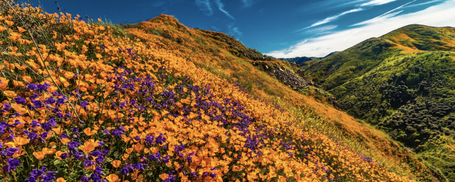 Flower Power (BASECAMP)