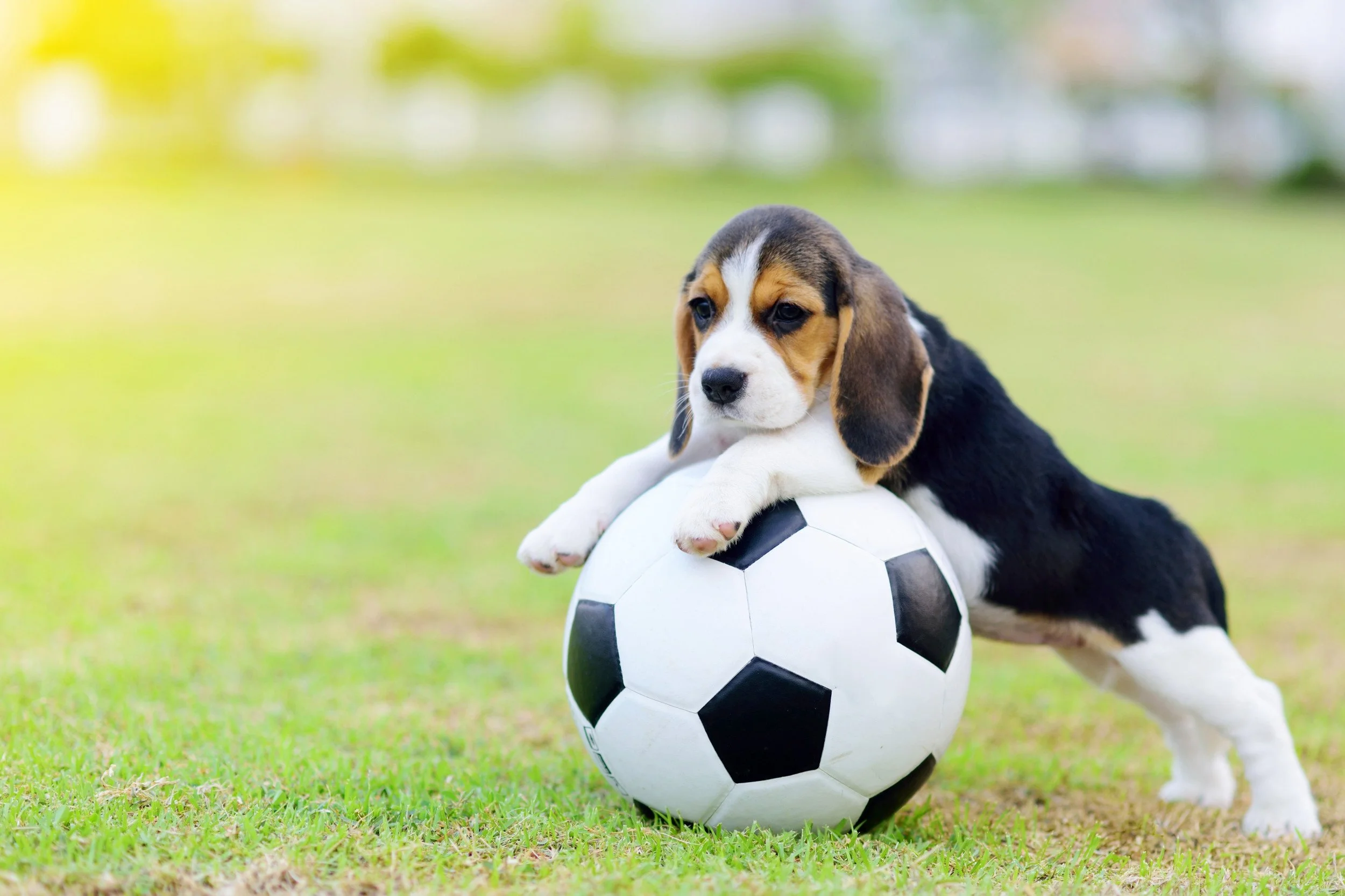 Pickup Soccer Game