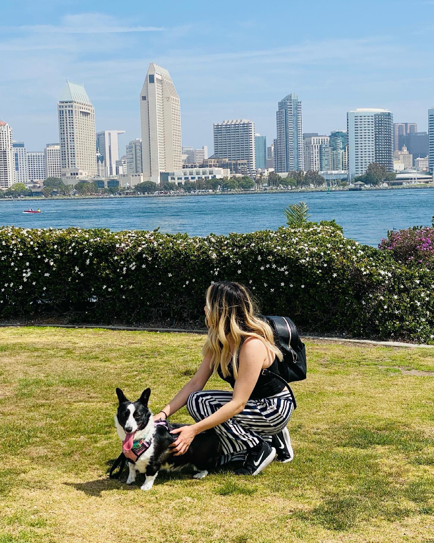 Enjoying my city with my favorite girl 🐶 💜

@belle_the_midnight_corgi 
-
&mdash;&mdash;
&mdash;&mdash;&mdash;
&mdash;&mdash;&mdash;&mdash;
#corgination #corgisofinstagram #sandiegotravel #sandiegolife 
#girlstravelfix #leapyear #daytrip #california