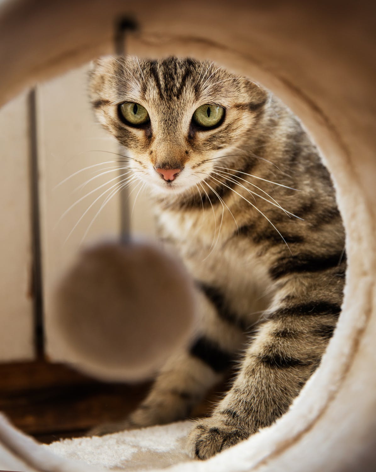 UVG Image Bank - Cat 45.jpeg