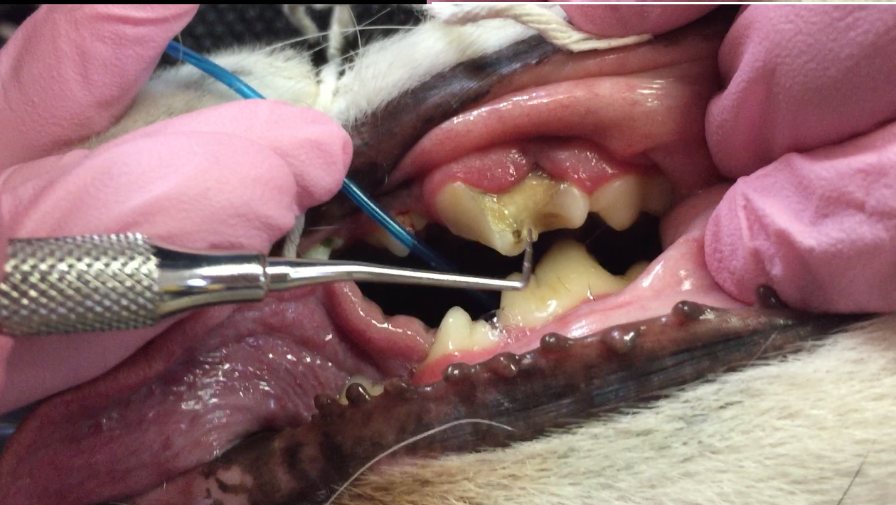 A fractured ‘carnassial’ tooth with the sensitive pulp exposed. This painful tooth was extracted, but a root canal could also have been used to treat the tooth.