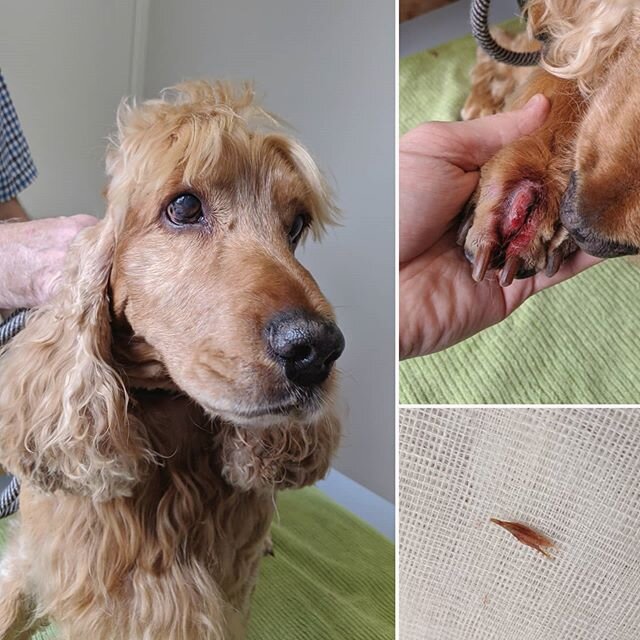 Brave Victor 🛡️ vs. The Grass Seed 🌾 
Victor came to see us with a sore paw that was found after he got his hair cut (how cool is his hairdo!) Because Victor always loves coming to visit Dr Zach, he could be distracted with lots of treats while his