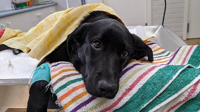 Frankie the Kelpie was such a brave girl during her stay with us this week. 
Here she is keeping warm waiting to go into surgery - she is hooked up to her drip which helps to make the anaesthetic safer which is always our #1 priority!