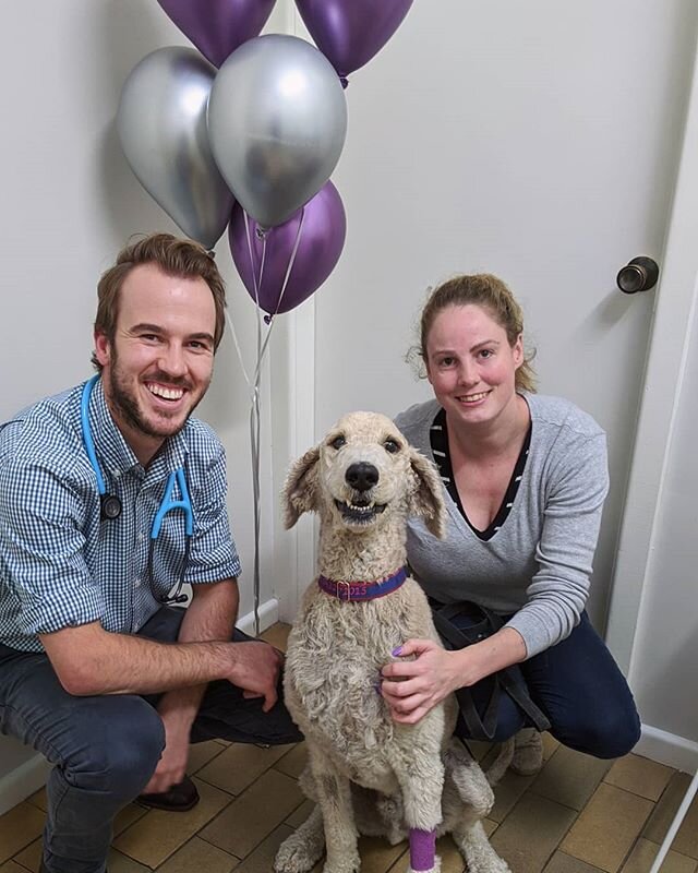 CHEMO DONE ✅ CANCER FREE 🚫

Yesterday, Archie had his last chemo appointment. Since his diagnosis with Lymphoma last year he has been having regular visits to see our team - which he loves! 
Archie will now get regular checkups to make sure he stays