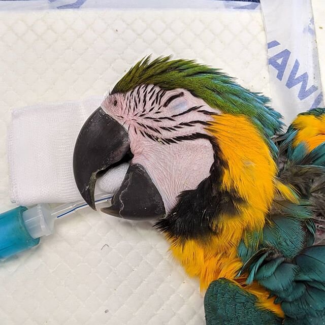 All Creatures at Goulburn Vet Clinic! 
One of our favourite species to work with is birds, both pets and wildlife, and we do an increasing amount of work with large parrots. Macaws, African Greys, and cockatoos are some of the smartest pets you can o