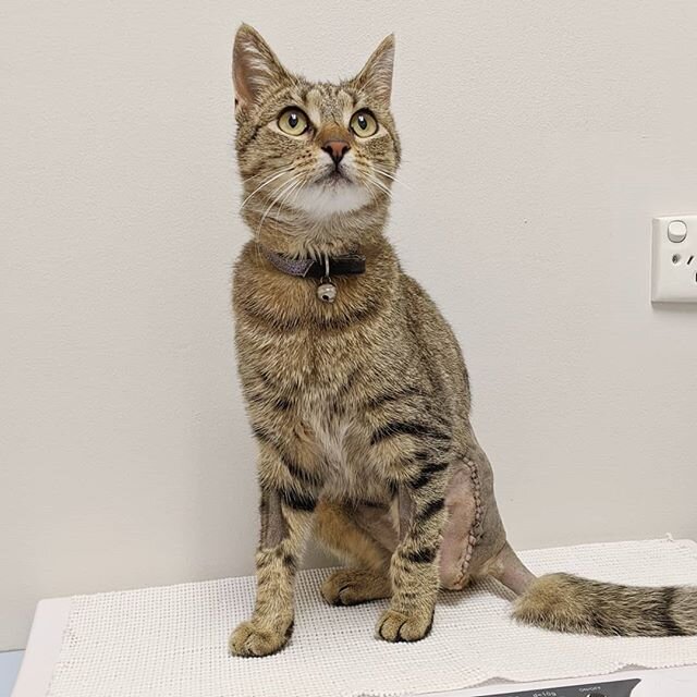 Biscuit the Bravest Cat.

After getting in an accident and badly breaking his leg, biscuit made his way home. He was tired, dehydrated, and in pain. 
His owners rushed him straight to the clinic where he was assessed and treated overnight. Unfortunat