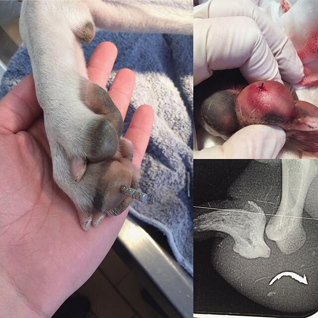 &lsquo;OUCH&rsquo; Magneto-Dog 🐶🧲 This silly patient came to see us with a sore toe - but with a twist! His toe is magnetic! 
After seeing how many magnets we could stick to his foot (7!) we got to work investigating the cause. 
A 12mm metal barb h