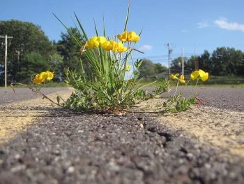 Part 1: What Lies Underneath....Beauty in unexpected places