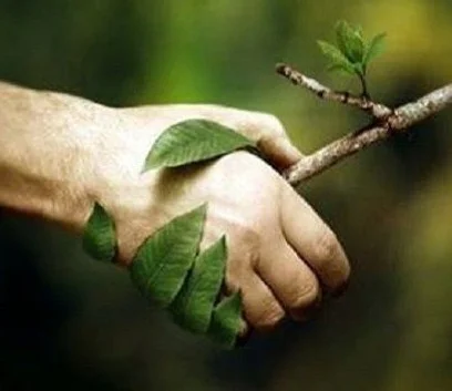 connection-hand-and-tree-e1443735700555.jpg