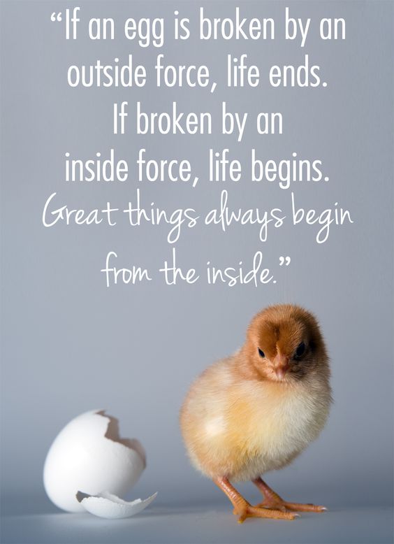 egg-begins.jpg
