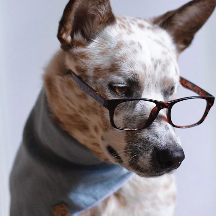 Blue Dog Bandana