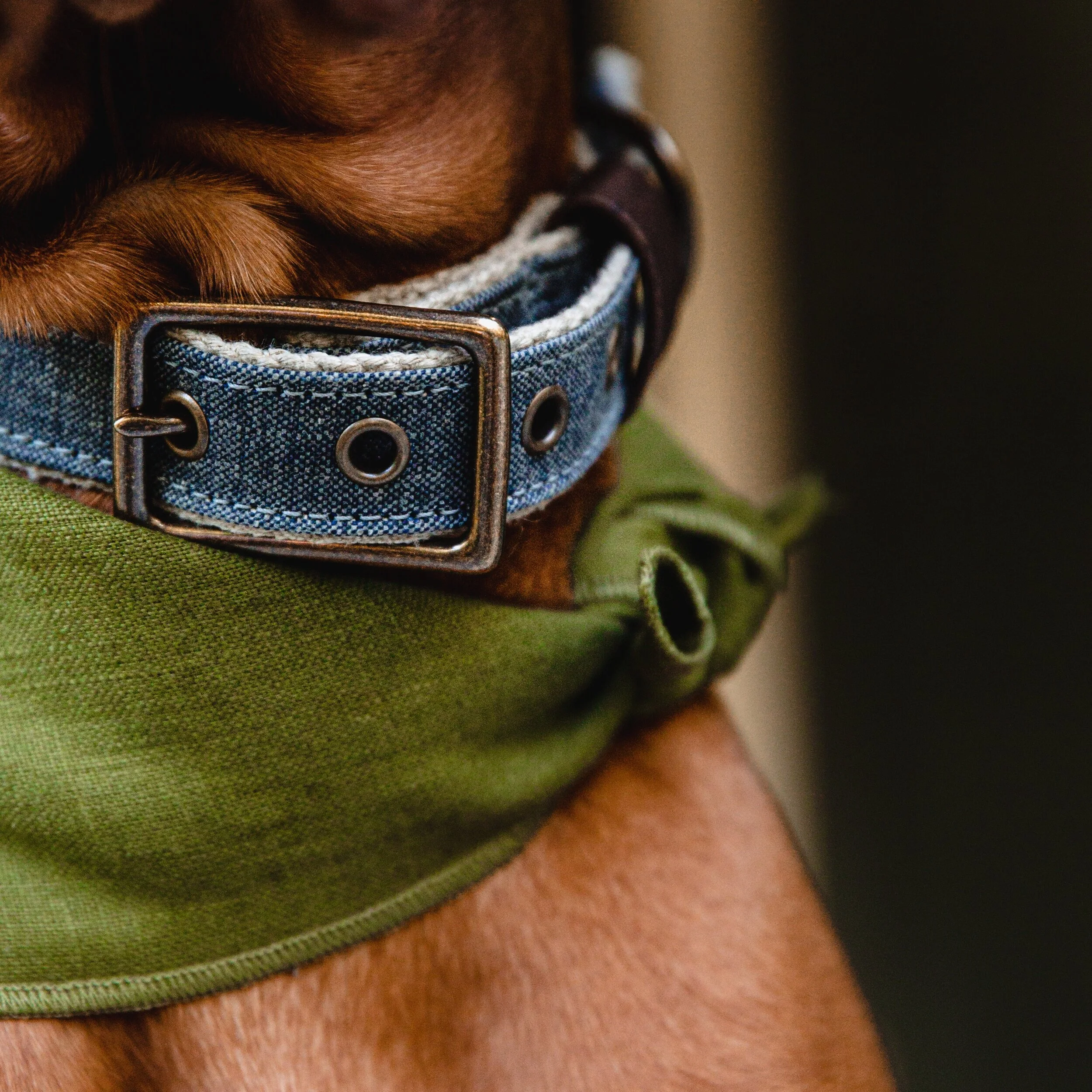 denim dog collar
