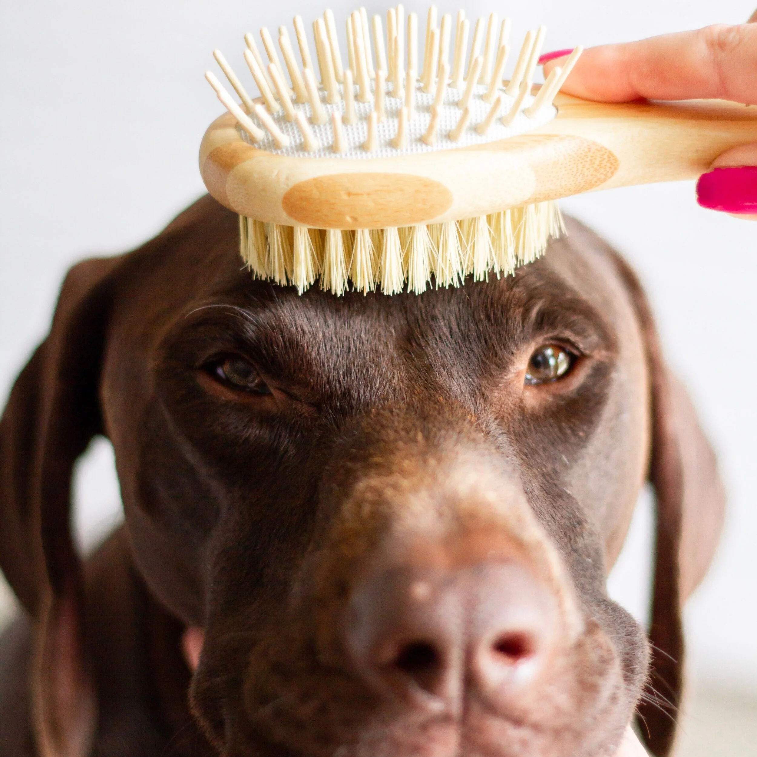 bamboo dog brush