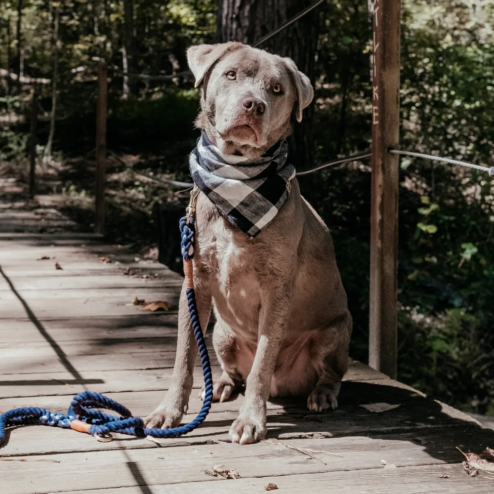 Best dog leash