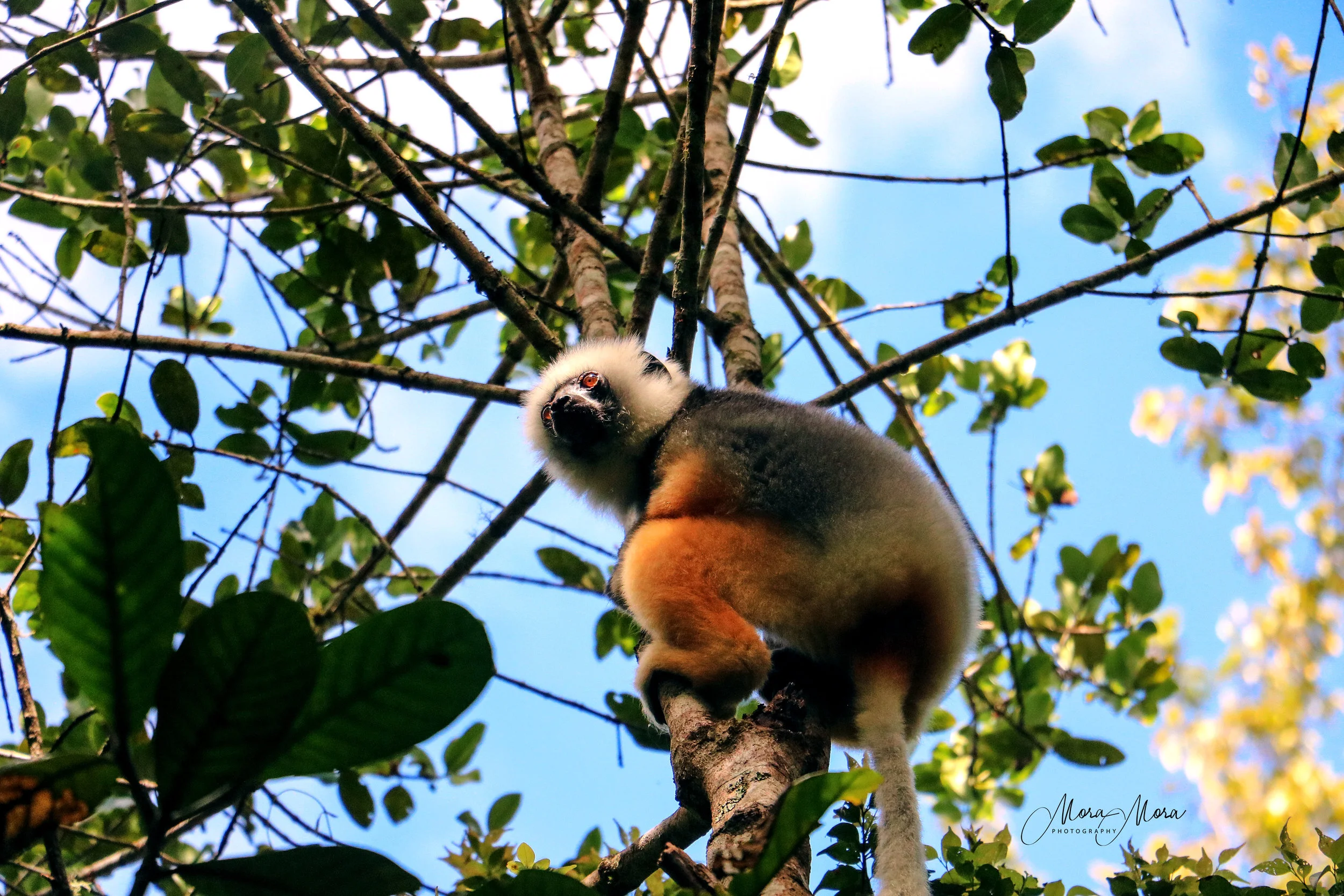 Eye of the Sifaka
