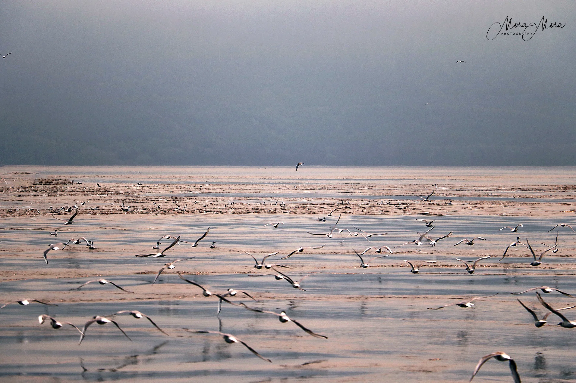 The Birds