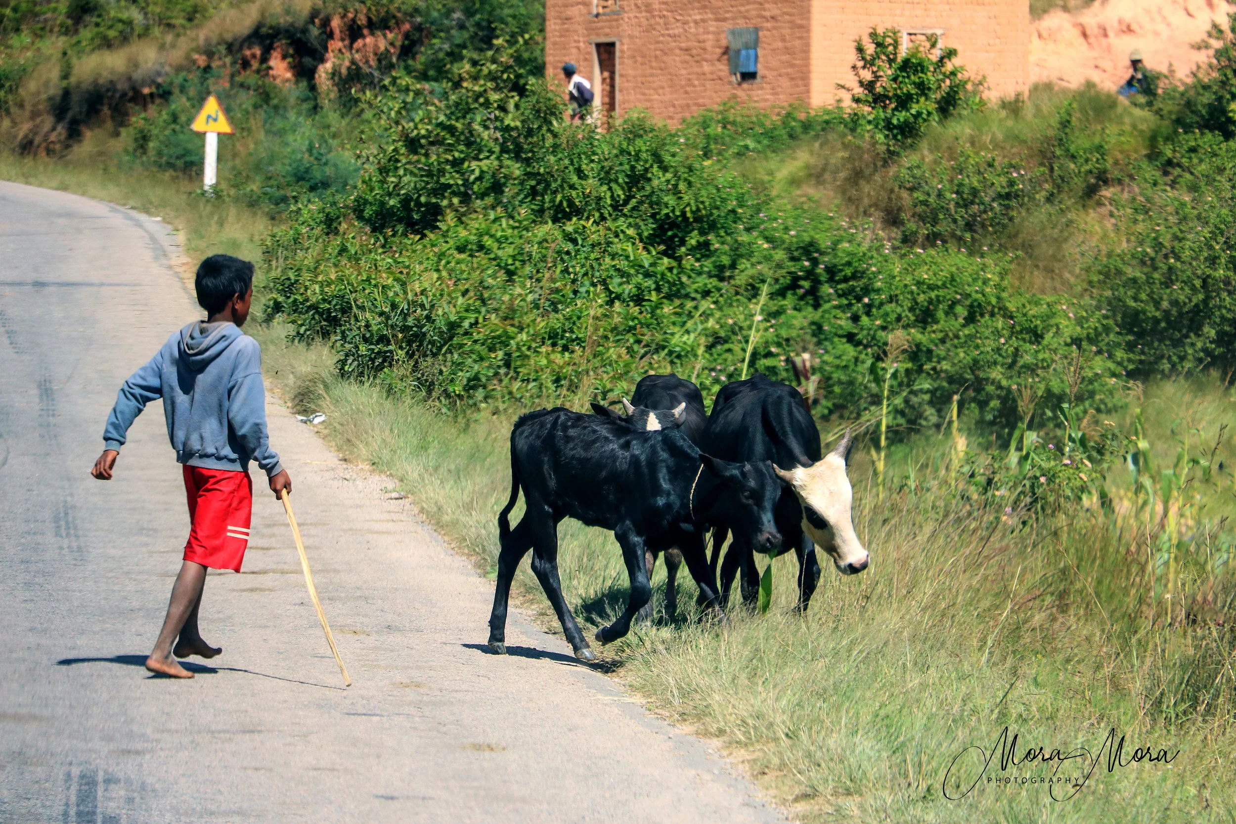 The Little Zebu Herder