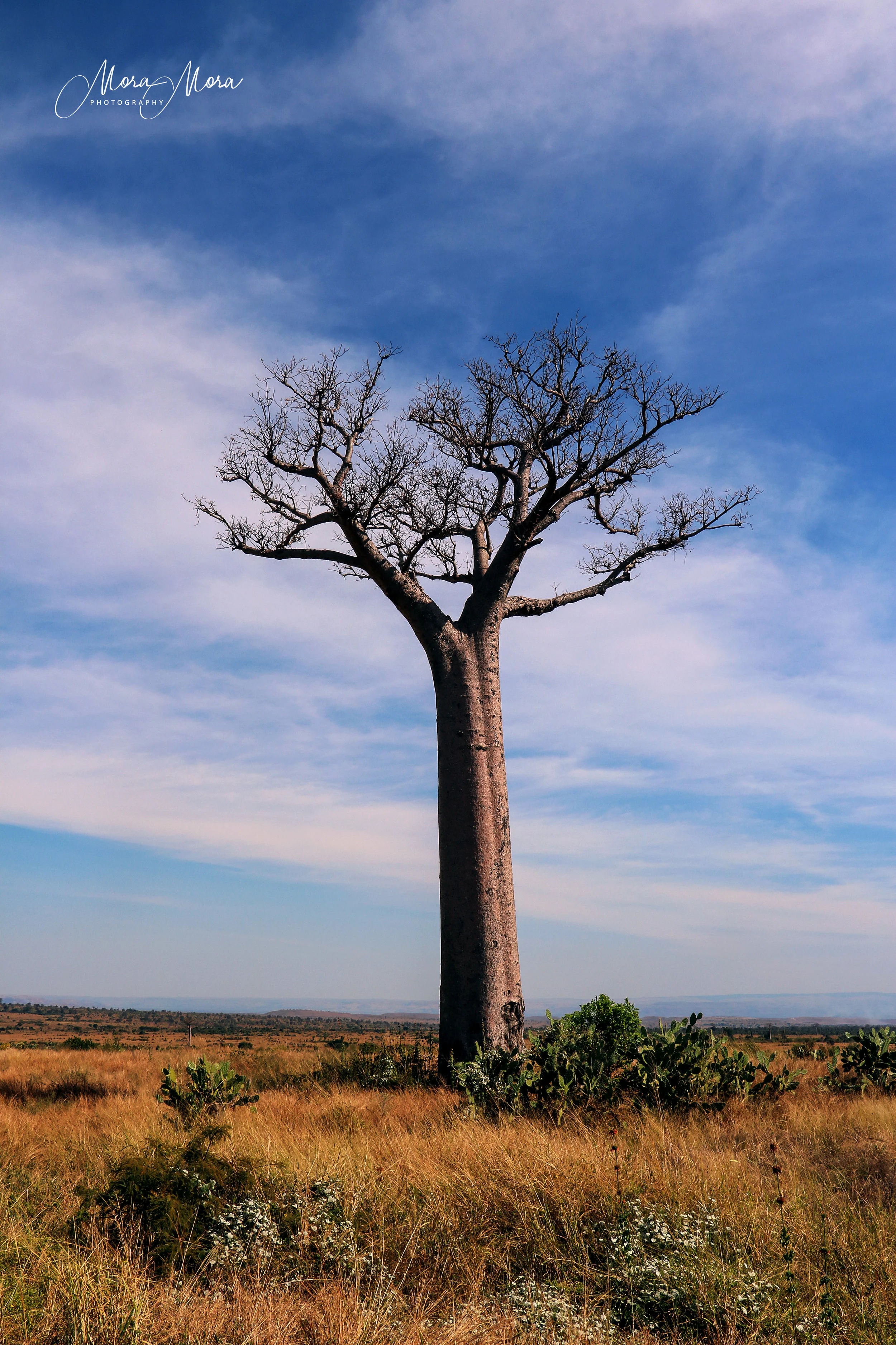 The Lone Baobab