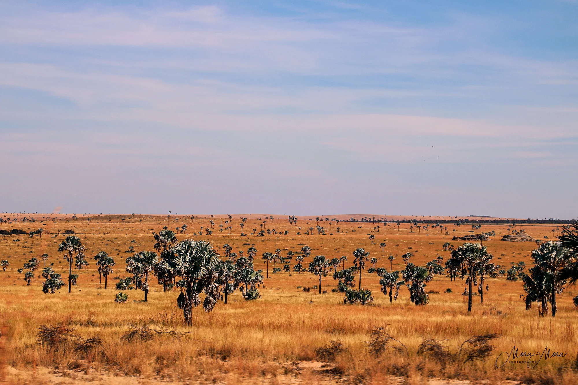 Savanna Oh-Na-Na