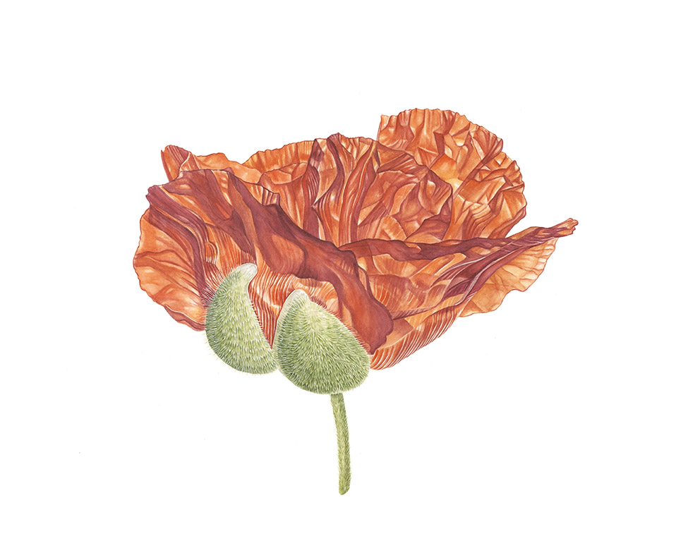 Suzy Abbott  Poppy 1  web.jpg