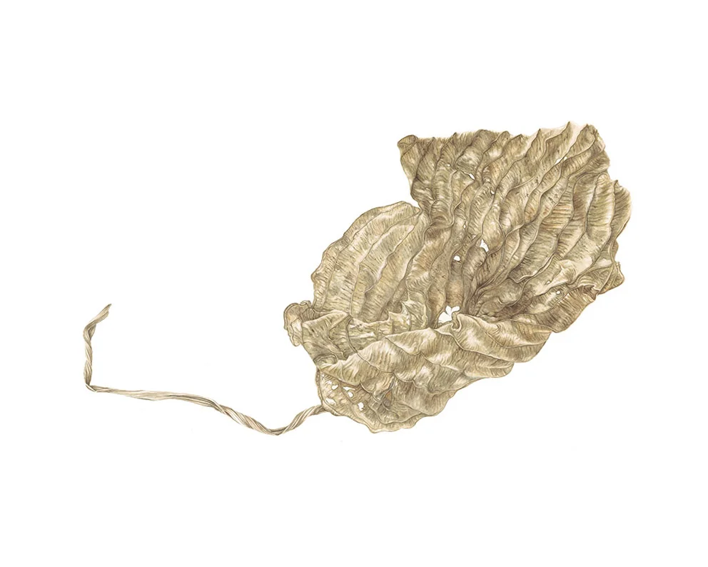 Suzy Abbott Hosta leaf web.jpg