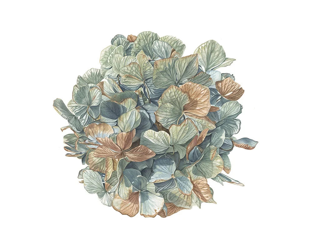Suzy Abbott Hydrangea blue flower web.jpg