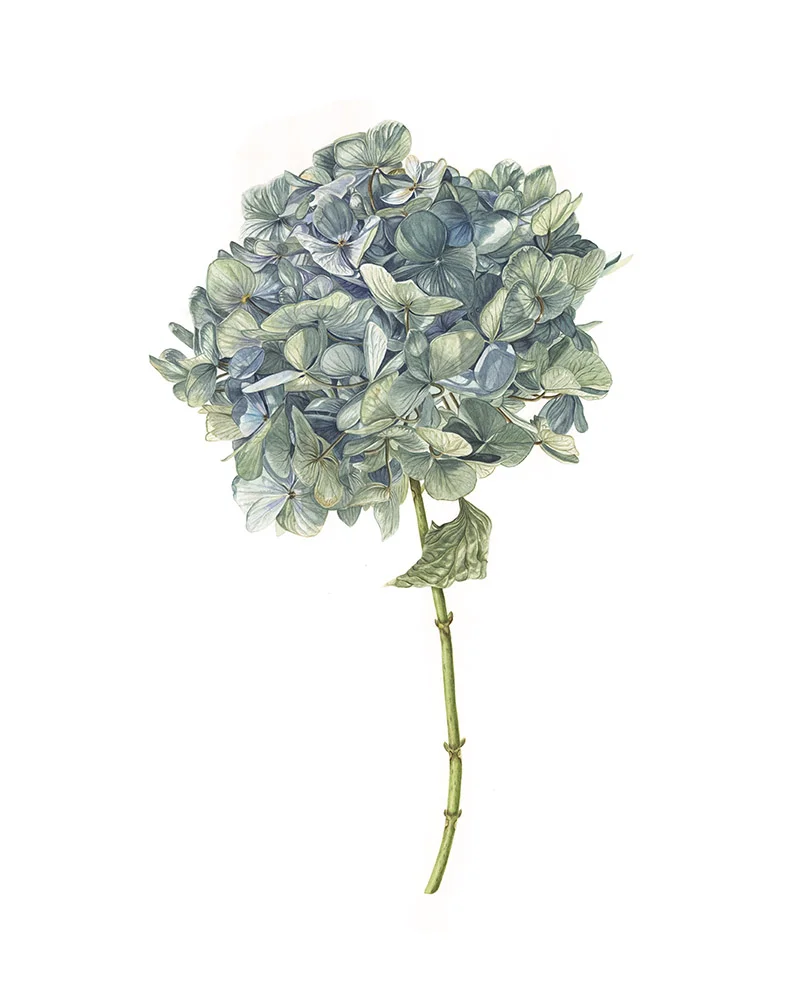 Hydrangea Stem