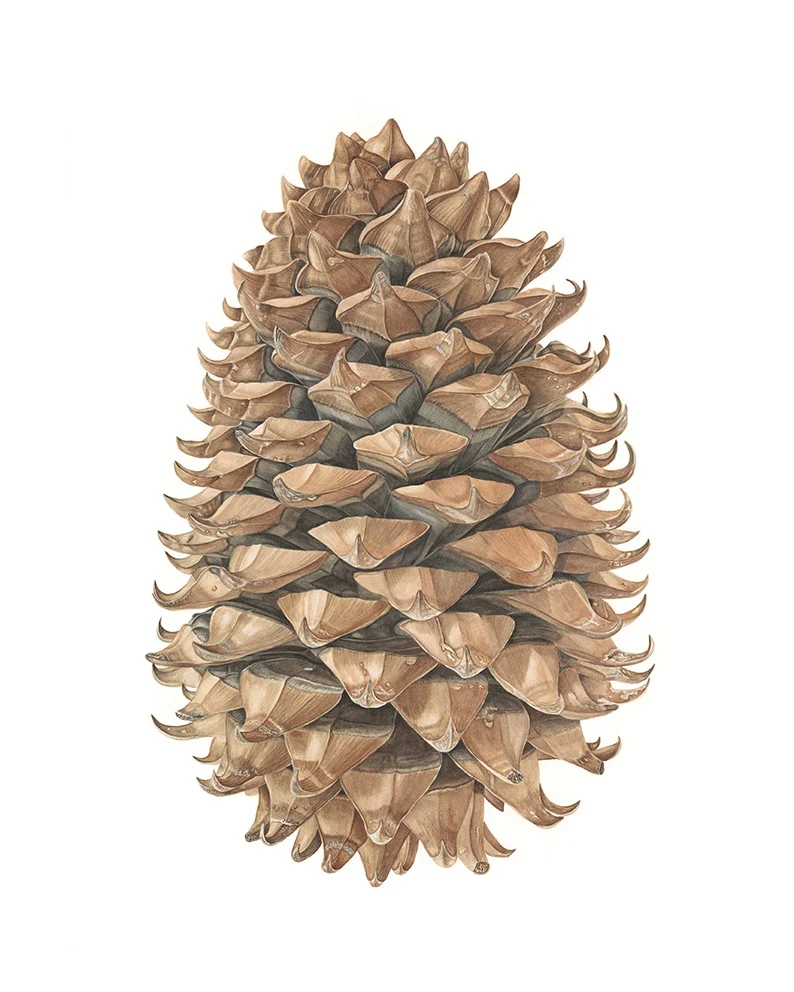 Pine Cone Pinus coulteri web new.jpg