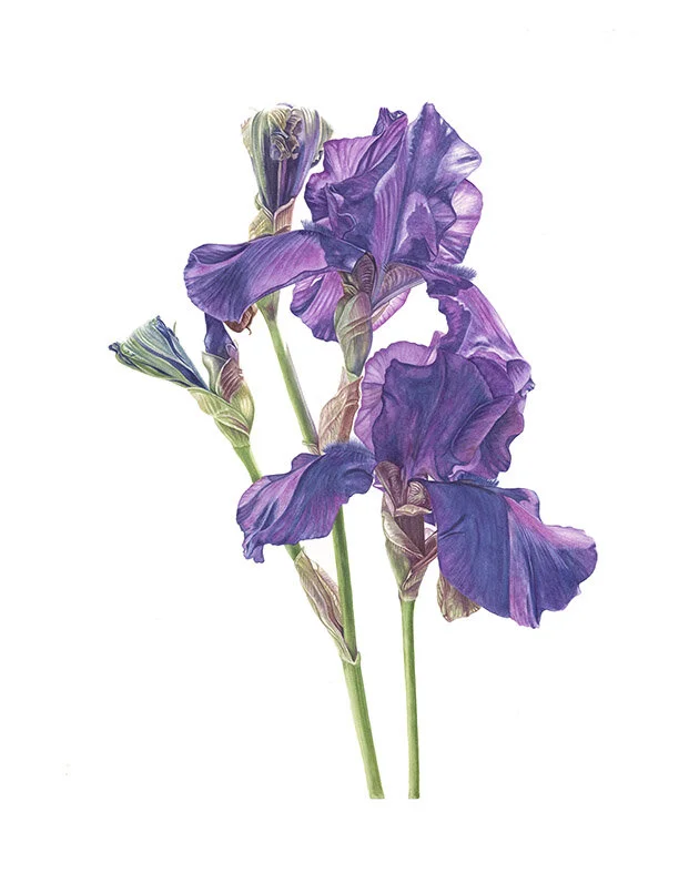 Blue Iris