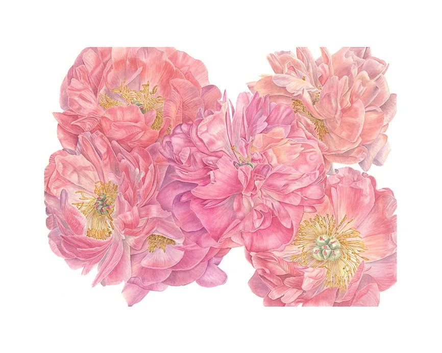 Peonies I  WEB.jpg