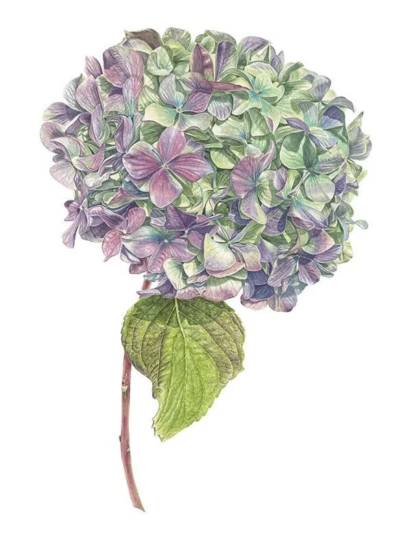 Green hydrangea.jpg