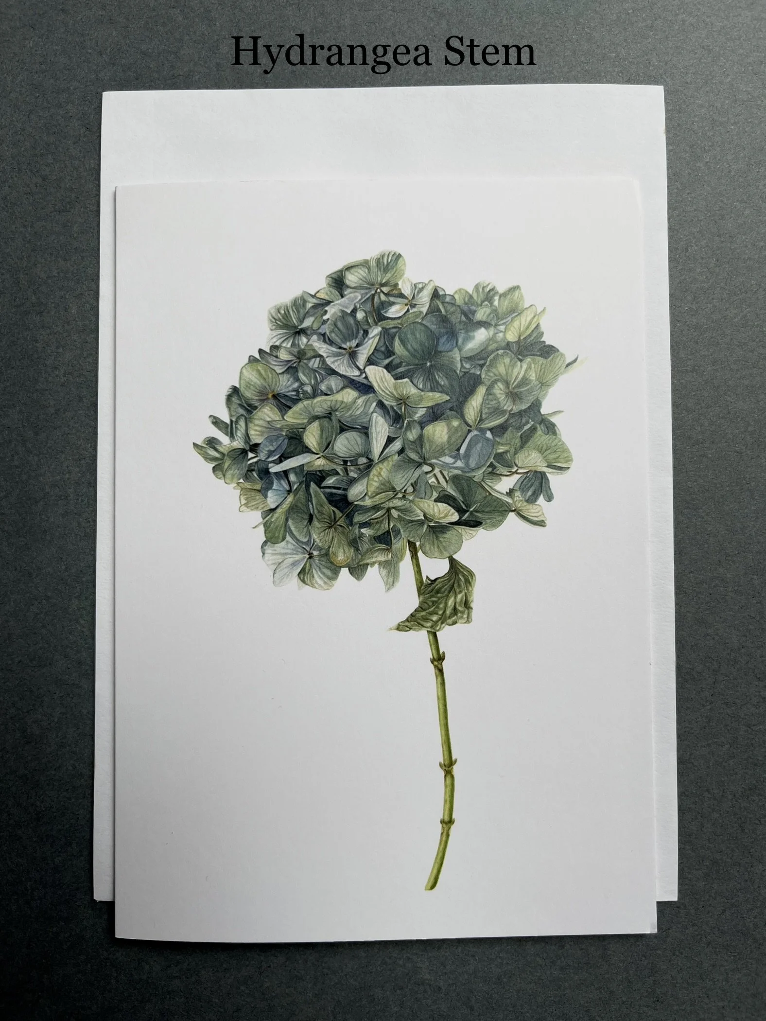 Hydrangea Stem.jpg