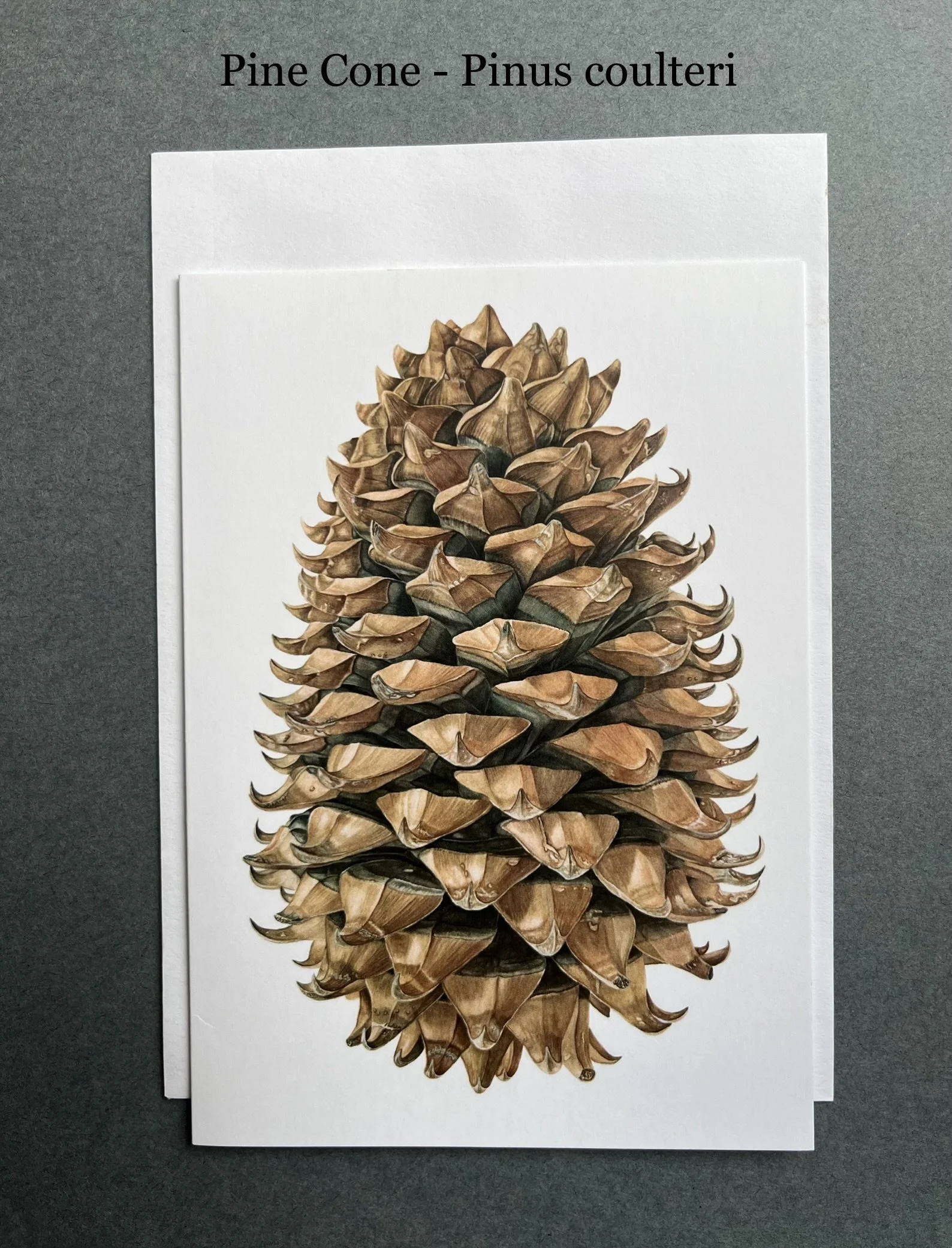 Pine Cone - Pinus coulteri card .jpg