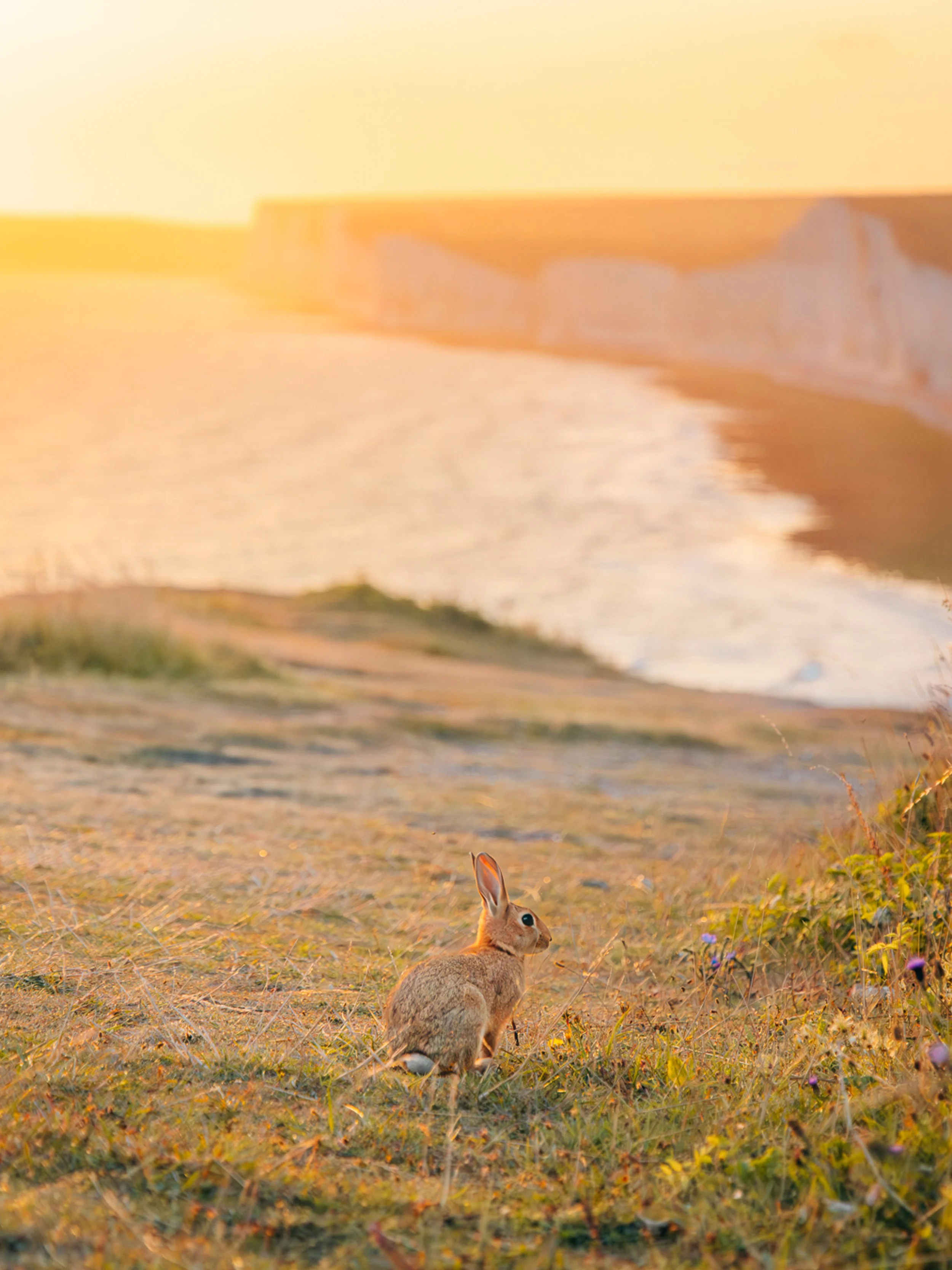 BIRLING GAP BUNNY.jpg