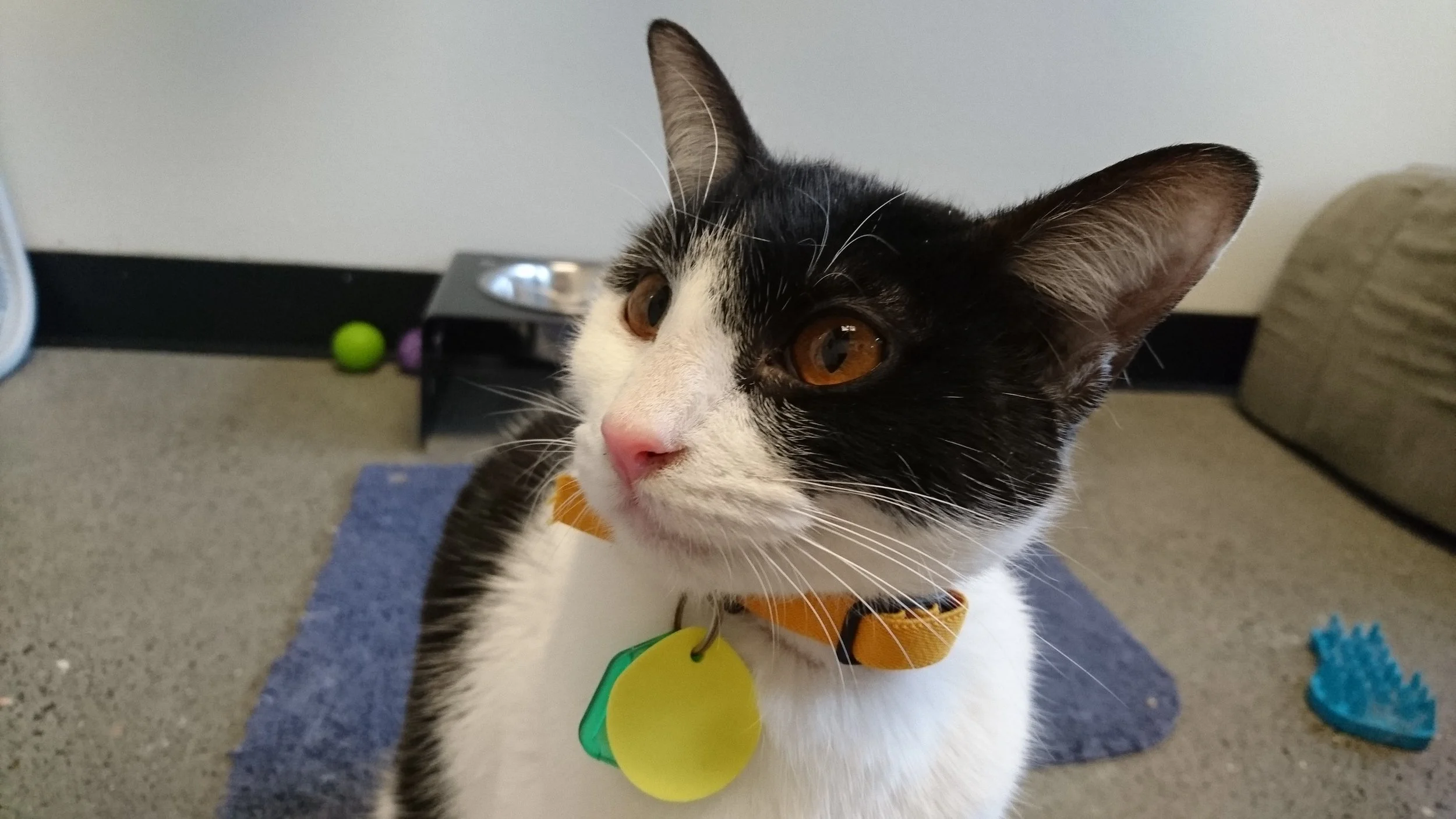 Photo courtesy of PAWS Cat City