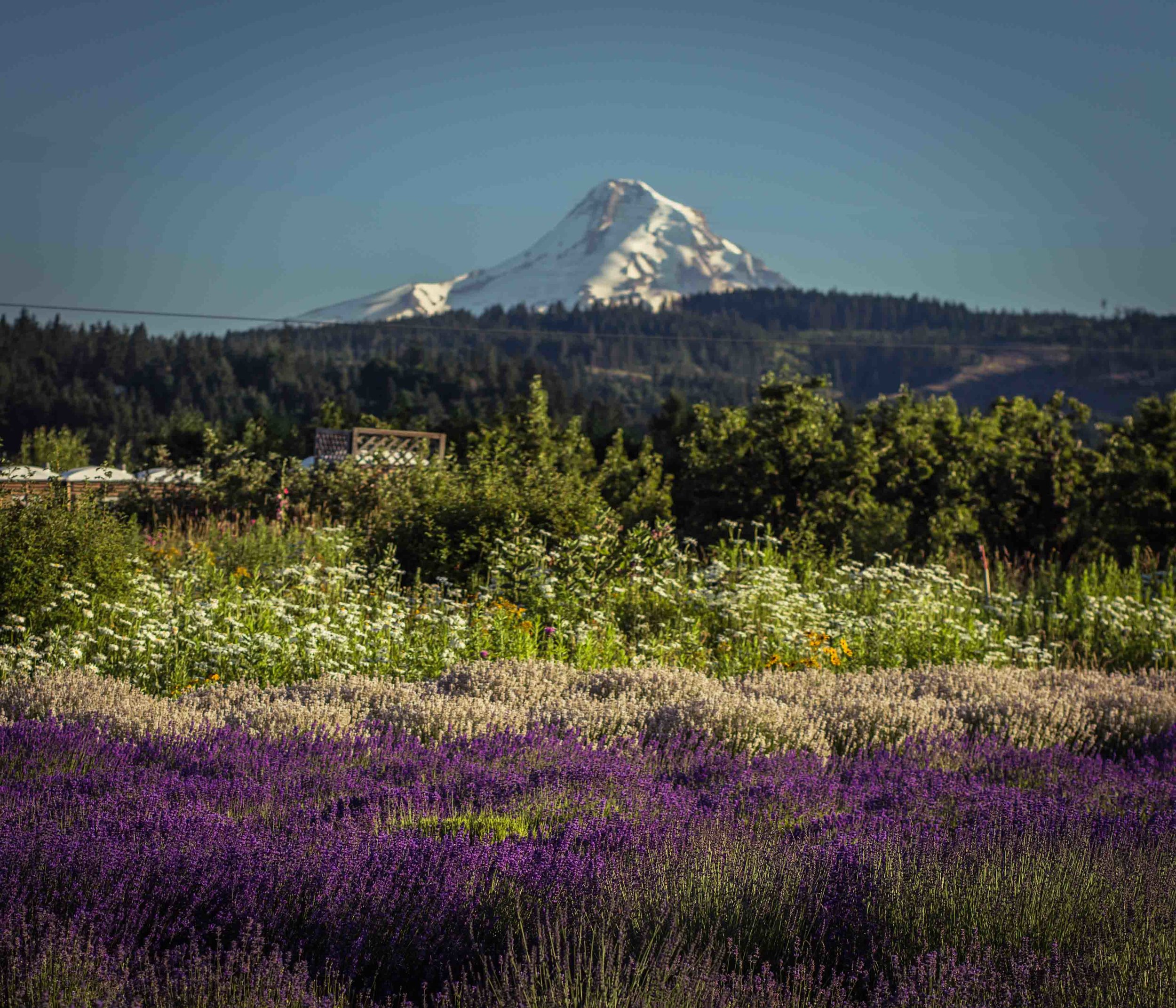 Hood River Lavender Farms Columbia Gorge buy lavender online hood river odell portland pacific northwest pnw creams lavender_-37.jpg