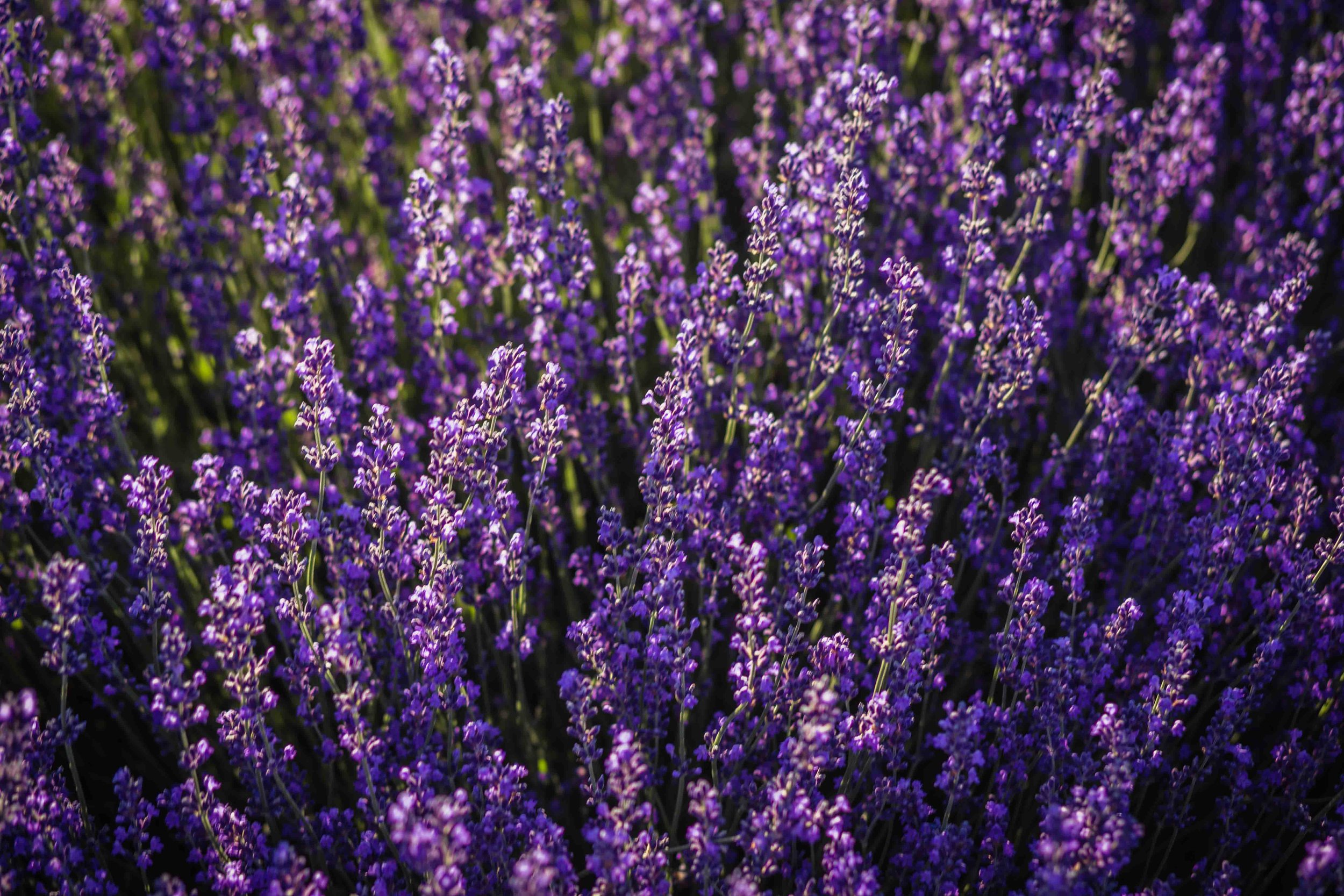 Hood River Lavender Farms Columbia Gorge buy lavender online hood river odell portland pacific northwest pnw creams lavender_-10.jpg